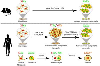 Recent Advances in Understanding the Reversal of Gene Silencing During X Chromosome Reactivation